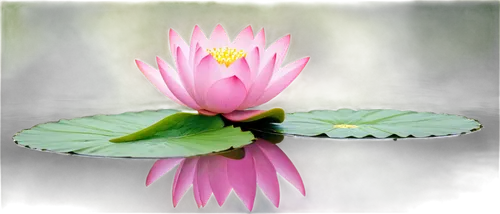 lotus on pond,lotus flowers,pink water lily,blooming lotus,lotus flower,lotus ffflower,water lily flower,lotus blossom,lotus leaves,pink water lilies,lotus leaf,waterlily,water lily,water lotus,lotus plants,pond flower,flower of water-lily,lotus png,lotus pond,lotuses,Illustration,Black and White,Black and White 19