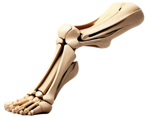 ulna,osteoporotic,osteoarthritis,orthopedics,sesamoid,leg bone,osteomalacia,orthopedist,osteopenia,tibia,osteological,artificial joint,metacarpal,metatarsals,metacarpals,metatarsal,metatarsus,osseointegration,ligamentum,osteocalcin,Illustration,Black and White,Black and White 14