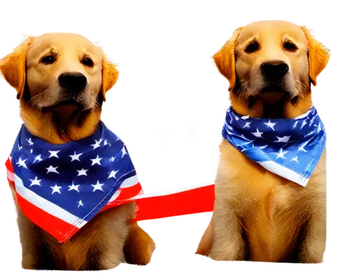 Memorial Day dog, patriotic, American flag bandana, golden retriever, sitting, paws together, solemn expression, brown eyes, floppy ears, short fur, shiny coat, outdoor setting, warm sunlight, 3/4 com