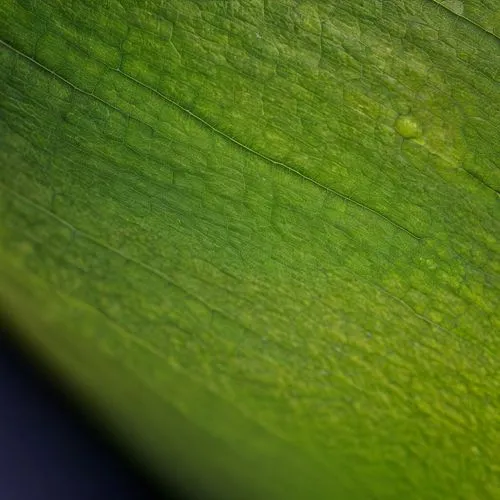 liverwort,chloroplast,chloroplasts,pennywort,anomeritis,aloe vera leaf,Photography,General,Natural