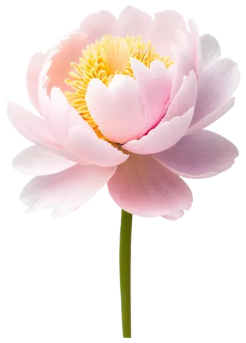 flowers png,pink chrysanthemum,lotus png,japanese anemone,pink peony,anemone japonica,peony pink,carnation of india,common peony,lotus ffflower,pink anemone,flower background,paper flower background,chinese peony,pink water lily,peony,lotus flower,sacred lotus,lotus flowers,cosmos flower,Art,Classical Oil Painting,Classical Oil Painting 24