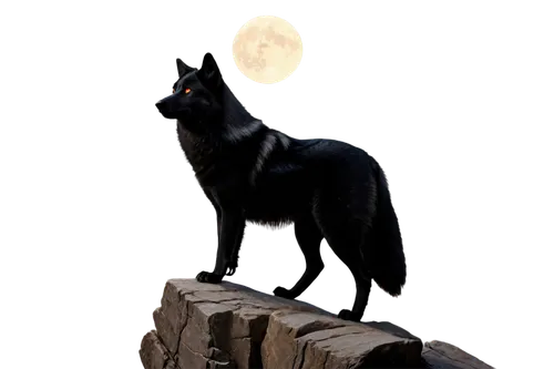 ravenpaw,pyewacket,black shepherd,shadowclan,blackwolf,howling wolf,hecate,salem,hellhound,werewolve,samhain,brambleclaw,firecat,wolpaw,sekhmet,lycanthropy,bastet,barghest,lycanthrope,bagheera,Conceptual Art,Fantasy,Fantasy 28