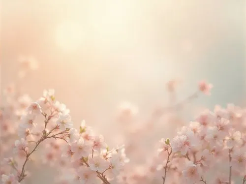 japanese floral background,japanese sakura background,pastel wallpaper,spring background,sakura flowers,pink floral background,floral digital background,sakura blossoms,sakura background,sakura tree,cold cherry blossoms,spring blossom,japanese cherry blossoms,takato cherry blossoms,sakura cherry tree,cherry blossoms,japanese cherry blossom,spring blossoms,pink cherry blossom,apricot blossom,Photography,General,Realistic