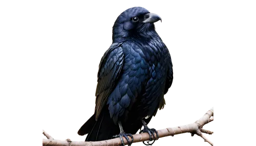 hyacinth macaw,blue macaw,blue parrot,blue and gold macaw,3d crow,ravenclaw,black macaws sari,corvidae,blue buzzard,macaw hyacinth,carrion crow,common raven,black raven,nocturnal bird,raven bird,blue macaws,night bird,red-tailed black cockatoo,an ornamental bird,raven sculpture,Art,Classical Oil Painting,Classical Oil Painting 35