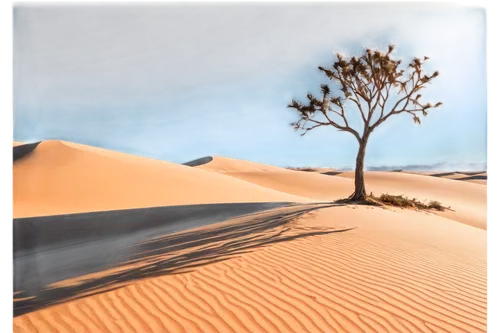 desert background,capture desert,desertlike,desert desert landscape,desert landscape,sandplains,desert,deserto,dune landscape,desertified,sand dune,semidesert,flowerful desert,the desert,arid landscape,desert planet,arid,desertification,shifting dune,desert plant,Conceptual Art,Sci-Fi,Sci-Fi 11