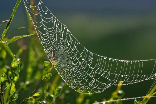 morning dew in the cobweb,spider silk,tangle-web spider,cobweb,web,spider's web,spider web,morning dew,early morning dew,web element,spiderweb,webs,webbing,meadows of dew,cobwebs,spider net,argiope,spider network,araneus,orb-weaver spider,Art,Classical Oil Painting,Classical Oil Painting 22