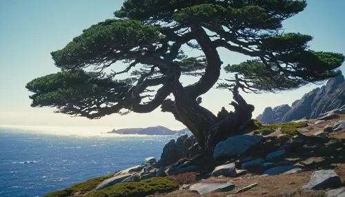 Farallon islands pine tree, windy, distant ocean, wildstyle bonsai, Andrew Macara,  Lawren Harris, Arthur Lismer, J. E. H. MacDonald, outstanding composition, dramatic light and colors, Frederick Varl