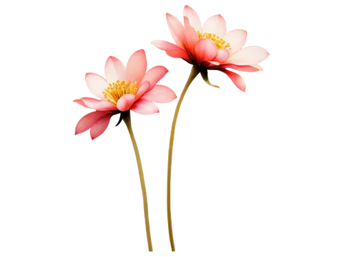 flowers png,minimalist flowers,dahlia pink,flower illustrative,pink chrysanthemum,flower illustration,japanese anemone,pink cosmea,flower background,wood daisy background,cosmos flower,gerbera flower,paper flower background,pink daisies,artificial flower,pink dahlias,anemone japonica,chrysanthemum cherry,centaurium,chrysanthemum background,Illustration,Realistic Fantasy,Realistic Fantasy 10