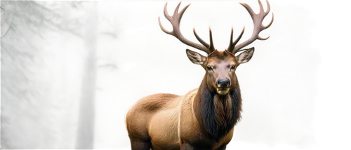 antlered,elk,male deer,whitetail,red-necked buck,wapiti,blacktail,venado,european deer,markhor,antler velvet,gold deer,whitetail buck,huemul,red deer,elk bull,elk park,deer,cervus elaphus,kudu,Art,Artistic Painting,Artistic Painting 28