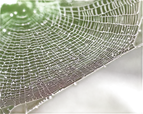 spider silk,spider web,web,spider's web,spiderweb,morning dew in the cobweb,cobweb,spiderwebs,spider net,webbed,cobwebbed,web element,acorn leaf orb web spider,cobwebs,spider network,webs,webcrawler,araneidae,spidery,webbing,Illustration,Vector,Vector 12