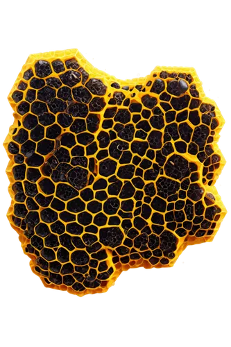 honeycomb,honeycomb structure,building honeycomb,honeycomb grid,honeycomb stone,pollen,hexagons,beeswax,bee hive,pollen panties,hexagon,hexagonal,hive,trypophobia,total pollen,cellular,pollen warehousing,coral-spot,dot,acacia resin,Conceptual Art,Daily,Daily 29