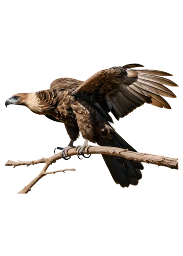 african fishing eagle,steppe eagle,bearded vulture,haliaeetus vocifer,griffon vulture,black kite,haliaeetus pelagicus,haliaeetus leucocephalus,eagle vector,vulture,mongolian eagle,parabuteo unicinctus,african eagle,wool head vulture,calyptorhynchus banksii,falconiformes,of prey eagle,eagle illustration,lophophanes cristatus,vulture african,Art,Artistic Painting,Artistic Painting 03