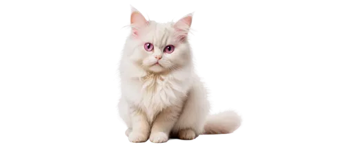 turkish angora,british longhair cat,turkish van,cats angora,white cat,kurilian bobtail,pink cat,birman,domestic long-haired cat,indian spitz,angora,cat vector,japanese bobtail,japanese spitz,breed cat,british longhair,siberian cat,norwegian forest cat,german spitz mittel,oriental longhair,Conceptual Art,Oil color,Oil Color 01