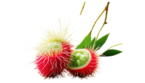 Rambutan fruit, tropical atmosphere, small hairy body, green skin, white hair-like appendages, ripe red interior, juicy flesh, leafy stem, vibrant colors, warm lighting, 3/4 composition, shallow depth