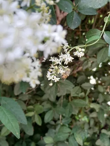 spirea,rose spirea,hummingbird hawk moth,boxwood moth,hummingbird hawk-moth,flowering shrub,meadowsweet,oakleaf hydrangea,bombycidae,bee on jasmine flower,bombyliidae,spiraea japonica,flower fly,viburnum,flowering shrubs,pale pipe shrub,white butterfly,underwing moths,white butterflies,hummingbird clearwing