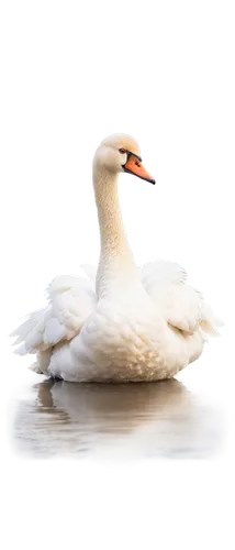 trumpeter swan,gooseander,swan,swan on the lake,swanning,swan chick,branta,young swan,cygnet,lameduck,white swan,mute swan,trumpet of the swan,goose,nile goose,rockerduck,swan cub,snow goose,swan lake,glaucous,Photography,Artistic Photography,Artistic Photography 03