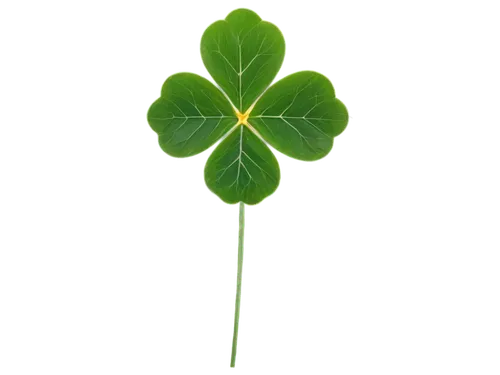 4-leaf clover,five-leaf clover,four-leaf clover,a four leaf clover,three leaf clover,four leaf clover,4 leaf clover,lucky clover,medium clover,shamrock,clovers,long ahriger clover,narrow clover,shamrock balloon,clover leaves,shamrocks,patrol,lepreau,happy st patrick's day,st patrick's day icons,Conceptual Art,Daily,Daily 18