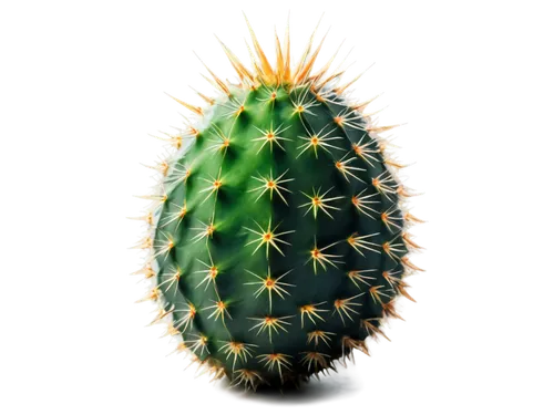 prickliest,pinya,prickly,cactus digital background,prickle,bunya,ananas,pitahaya,pinapple,prickles,cactus,pineapple plant,spiky,pineapple wallpaper,pineapple background,spiny,pitahaja,spikey,prickly flower,bromelain,Photography,Fashion Photography,Fashion Photography 07