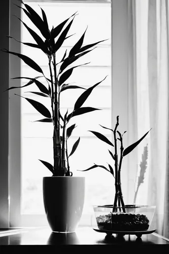 Write a persuasive article about the benefits of keeping lucky bamboo as a houseplant.,ikebana,house plants,houseplant,palm silhouettes,indoor plant,bamboo plants,sweet grass plant,the plant,lucky bam