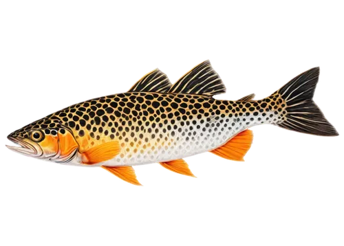 Tiger trout, freshwater fish, orange body, black stripes, white belly, fins with orange edges, detailed scales, aquatic plants surrounding, water ripples, shallow depth of field, warm lighting, 3/4 co