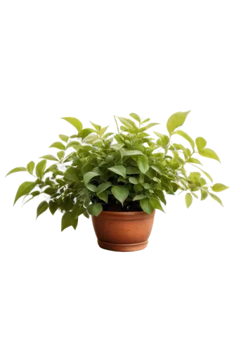 Medical herb, various species, potted, green leaves, detailed veins, vibrant flowers, medicinal berries, wooden table, natural lighting, shallow depth of field, 3/4 composition, warm color tone, soft 