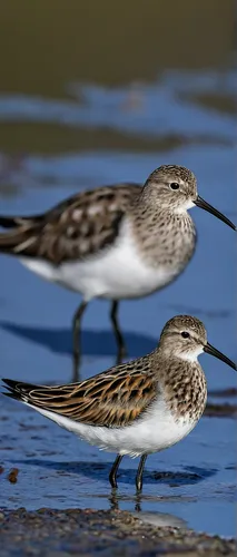 sandpipers,calidris pugnax,white-rumped sandpiper,least sandpiper,pectoral sandpiper,sandpiper,calidris alba,dunlin,red-backed sandpiper,wood sandpiper,shorebirds resting,the sandpiper sand,the sandpiper,small wading birds,marsh sandpiper,sanderlings,dowitcher,waders,willet,the sandpiper general,Photography,Documentary Photography,Documentary Photography 09