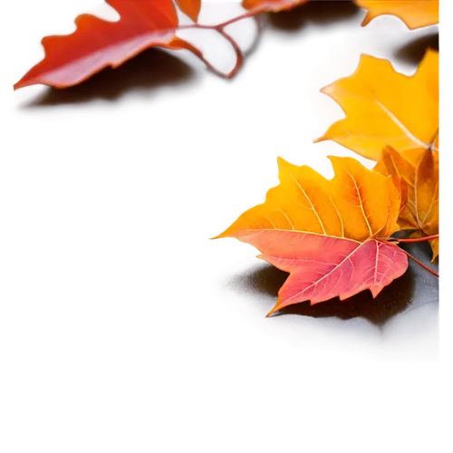 autumn background,leaf background,autumn leaf,autumn leaves,fall leaf,autumn leaf paper,colored leaves,fallen leaves,autumn frame,fallen leaf,fall leaves,autumnal leaves,autumn theme,leaf color,colorful leaves,autumn icon,spring leaf background,maple leave,red leaf,leaves frame,Conceptual Art,Sci-Fi,Sci-Fi 05