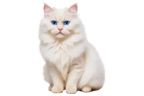 turkish angora,turkish van,cat with blue eyes,blue eyes cat,white cat,british longhair cat,japanese bobtail,cat on a blue background,american curl,domestic long-haired cat,breed cat,kurilian bobtail,birman,siberian cat,cat vector,american bobtail,cat image,norwegian forest cat,cats angora,british longhair,Photography,Documentary Photography,Documentary Photography 08