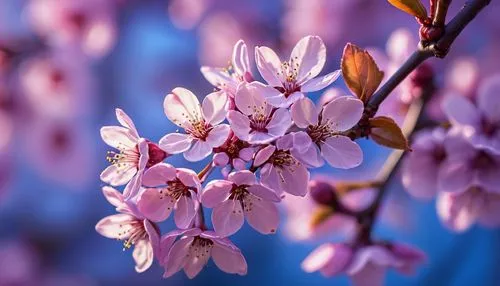 sakura flowers,arkansas redbud blossoms,sakura flower,sakura blossoms,spring blossoms,lilac flowers,spring blossom,pink cherry blossom,apricot flowers,japanese cherry blossom,blossoms,tree blossoms,japanese flowering crabapple,japanese cherry blossoms,lilac blossom,pink flowers,flowering currant,plum blossoms,spring flowers,apricot blossom,Photography,General,Commercial