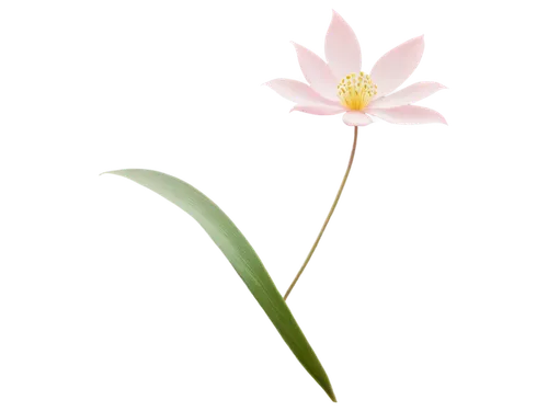 lotus png,lotus ffflower,minimalist flowers,flowers png,sacred lotus,lotus flower,lotus blossom,lotus with hands,lotus flowers,centaurium,lotus,lily flower,lotus plants,lotus leaf,white lily,single flower,ikebana,flower of water-lily,lotus effect,flower illustration,Illustration,Japanese style,Japanese Style 10