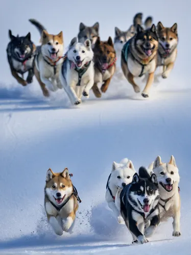 Stuart Dunn's image of a dog pack racing across the snow in Svalbard, Norway, won the action category,sled dog racing,huskies,dog sled,mushing,corgis,dog race,skijoring,sled dog,conga,herding dog,swed