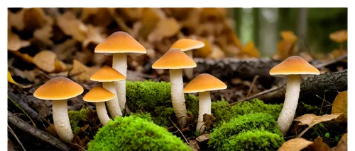 conocybe,clitocybe,mushroom landscape,pluteus,hygrocybe,mycena,psilocybe,inocybe,coprinellus,psilocybin,crown caps,marasmius,mushrooms,toadstools,galerina,fungi,agarics,forest mushrooms,brown mushrooms,gymnopilus,Art,Classical Oil Painting,Classical Oil Painting 15