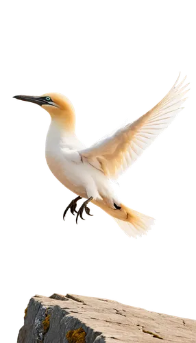 fairy tern,tropicbird,flying tern,tropicbirds,royal tern,tern bird,crested terns,egret,river tern,tern,tern flying,little tern,silver tern,great white egret,white egret,sandwich tern,northern gannet,arctic tern,bird in flight,seagull in flight,Conceptual Art,Daily,Daily 06