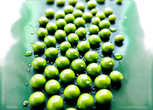 piperia,guarana,chlorella,drops of water,green,waterdrops,spirulina,dewdrops,wheat grass,green soybeans,dew droplets,water drops,green bubbles,drops,drops plant leaves,wheatgrass,microalgae,oilseed,teosinte,water spinach,Conceptual Art,Oil color,Oil Color 10