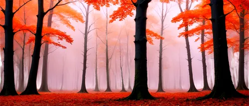 autumn forest,autumn background,forest background,deciduous forest,cartoon forest,autumn trees,forest,forest landscape,mixed forest,beech trees,cartoon video game background,forest glade,forests,halloween background,birch forest,autumn scenery,the forest,background vector,foggy forest,halloween bare trees,Photography,Artistic Photography,Artistic Photography 06