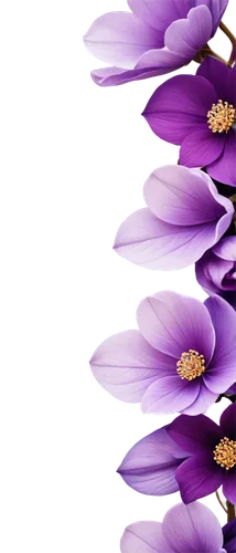 chrysanthemum background,purple chrysanthemum,purple wallpaper,flowers png,flower background,purple flower,anemone purple floral,purple background,flower wallpaper,flower purple,purple daisy,petals purple,violet chrysanthemum,purple flowers,defends,purple pageantry winds,purple,flower illustrative,violet flowers,paper flower background,Photography,Documentary Photography,Documentary Photography 11