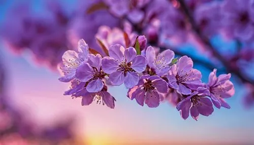 lilac tree,lilac flowers,lilacs,lilac blossom,lilac flower,arkansas redbud blossoms,common lilac,golden lilac,tree blossoms,blossom tree,cherry blossom tree,spring blossom,lilac branch,blossoms,purple lilac,sakura flowers,lilac bouquet,spring blossoms,sakura tree,lilac,Photography,General,Commercial