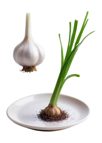 Garlic bulb, solo, detailed texture, white papery skin, purple-tinged cloves, green shoots, root system, ceramic plate, indoor setting, warm lighting, shallow depth of field, 3/4 composition, realisti