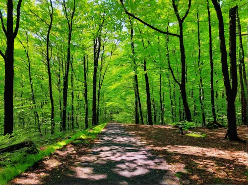 northern hardwood forest,forest road,beech forest,deciduous forest,green forest,forest path,germany forest,appalachian trail,tree lined path,greenforest,forest walk,hiking path,maple road,chestnut forest,beech trees,green trees,enchanted forest,holy forest,forest of dreams,tree lined lane,Illustration,Paper based,Paper Based 06