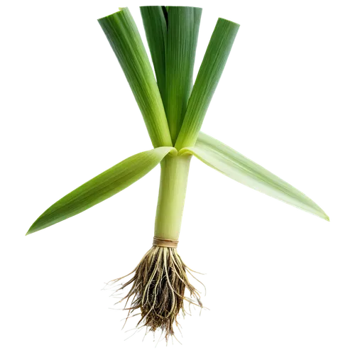 green leek, vegetable, solo, fresh, detailed texture, glossy surface, roots visible, white base, green stem, leafy top, slight wetness, morning dew, soft natural light, 3/4 composition, shallow depth 