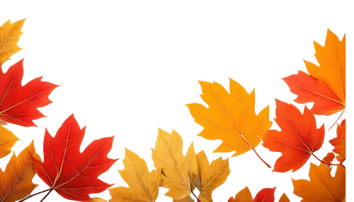 leaf background,autumn background,thanksgiving background,autumn leaf paper,colored leaves,spring leaf background,maple leaves,fall leaf border,maple leaf red,autumnal leaves,maple foliage,autumn pattern,leaves frame,autumn frame,background vector,autumn theme,maple leave,colorful leaves,autumn plaid pattern,fall leaves,Illustration,Black and White,Black and White 13