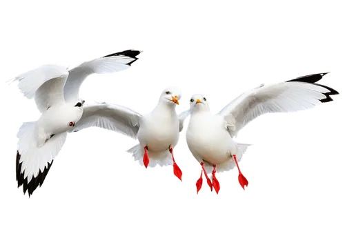 tropicbirds,cockatoos,white pigeons,flying sea gulls,black headed gulls,silver gulls,birds flying,terns,white eagle,gulls,birds in flight,flying birds,seagulls,cygnes,seagulls birds,doves of peace,flying geese,seagull flying,herring gulls,bird png,Illustration,Retro,Retro 10