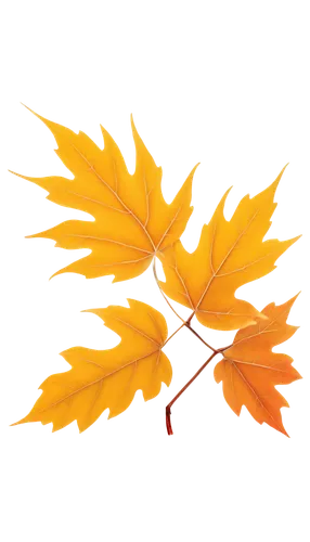 autumn tree,tangerine tree,maple branch,maple leave,leaf background,flourishing tree,orange tree,maple tree,thunberg's fan maple,small tree,yellow maple leaf,isolated tree,suspended leaf,tree torch,fall leaf,deciduous tree,fallen leaf,autumn background,maple foliage,autumn leaf,Conceptual Art,Sci-Fi,Sci-Fi 25