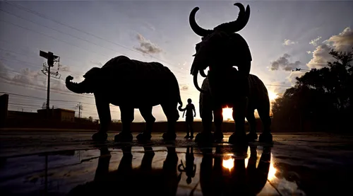 year 2599 in day,horned cows,buffaloes,mahout,water buffalo,tribal bull,african elephants,animal silhouettes,elephants,elephants and mammoths,elephant herd,elephantine,cartoon elephants,zebu,bullfight