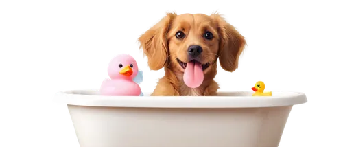 bath duck,bird in bath,bath ducks,taking a bath,water bath,bathing,milk bath,bathing fun,bath accessories,bath ball,rubber ducks,rubber duckie,bathtub,bath oil,bath,bath balls,rubber duck,nova scotia duck tolling retriever,tub,ducky,Illustration,Abstract Fantasy,Abstract Fantasy 03