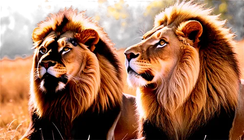 male lions,lions couple,two lion,lionesses,lions,panthera leo,lion children,male lion,african lion,leones,ligers,lion father,letaba,sauros,karangwa,lion with cub,luangwa,manes,female lion,forest king lion,Illustration,Realistic Fantasy,Realistic Fantasy 21