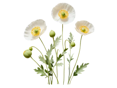 flowers png,jonquils,easter lilies,daffodils,filled daffodil,tulip background,madonna lily,daffyd,daff,calochortus,jonquil,bulbs,narcissus,iridaceae,daffodil,ornithogalum,yolk flower,tulipa,oxeye daisy,flower background,Unique,Design,Knolling