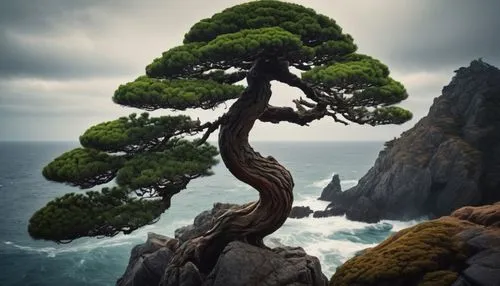 dragon tree,canarian dragon tree,pine tree,the japanese tree,bonsai tree,isolated tree,celtic tree,bonsai,arbre,dwarf pine,tree of life,black pine,snake tree,flourishing tree,huangshan,juniperus,lonetree,pine tree branch,lone tree,magic tree,Photography,General,Cinematic