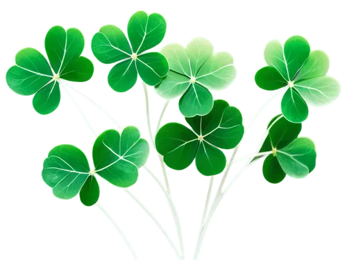 shamrock,clovers,shamrocks,st patrick's day icons,three leaf clover,four leaf clover,five-leaf clover,clover leaves,four-leaf clover,pot of gold background,4-leaf clover,4 leaf clover,lucky clover,happy st patrick's day,saint patrick,irishness,saint patrick's day,a four leaf clover,shamrock balloon,irish,Conceptual Art,Sci-Fi,Sci-Fi 04