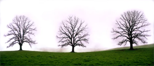 Misty atmosphere, foggy landscape, soft white fog, rolling hills, misty trees, lone tree, wispy branches, eerie silence, mysterious mood, warm lighting, 3/4 composition, shallow depth of field, cinema